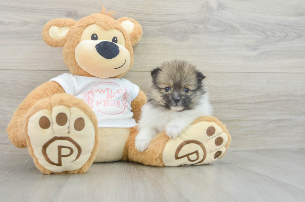 5 week old Pomeranian Puppy For Sale - Florida Fur Babies