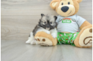 Pomeranian Puppy for Adoption