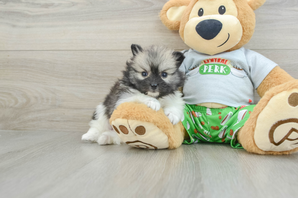 5 week old Pomeranian Puppy For Sale - Florida Fur Babies