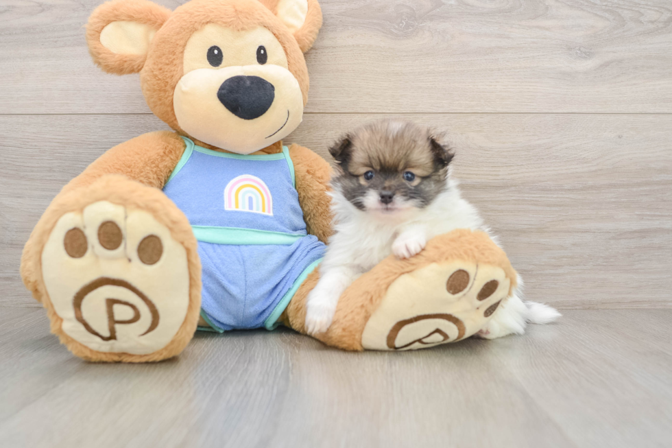Little Pomeranian Baby