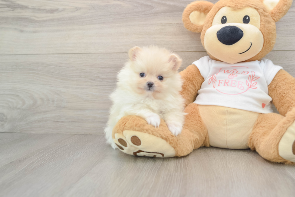 Best Pomeranian Baby