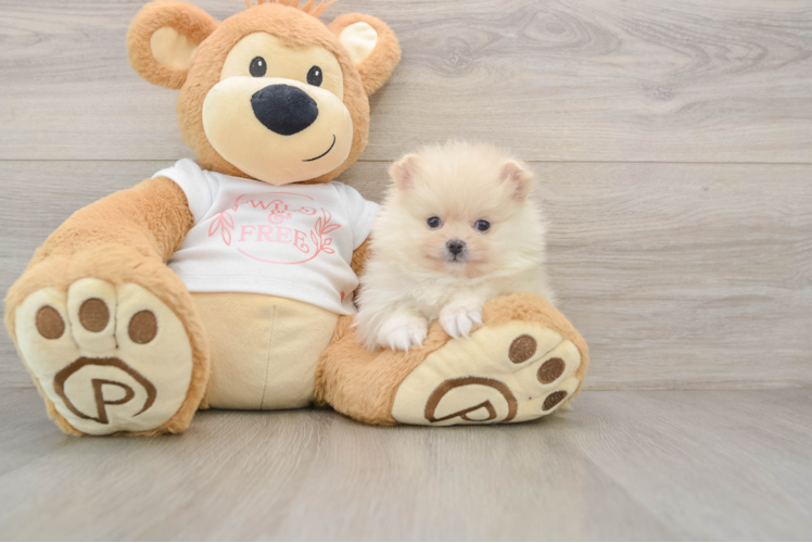 Pomeranian Puppy for Adoption