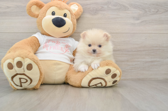 Pomeranian Puppy for Adoption