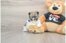 Pomeranian Pup Being Cute