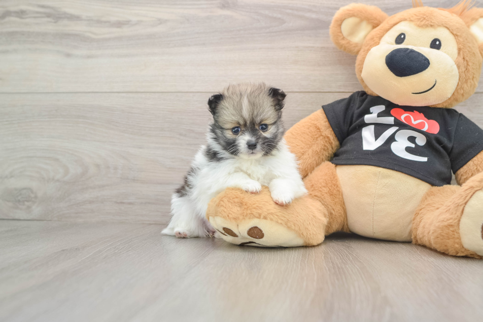 Pomeranian Pup Being Cute