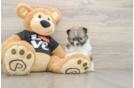 Pomeranian Pup Being Cute