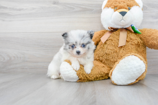 Cute Pomeranian Purebred Pup