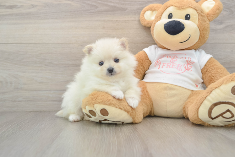 Pomeranian Puppy for Adoption