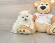 8 week old Pomeranian Puppy For Sale - Florida Fur Babies