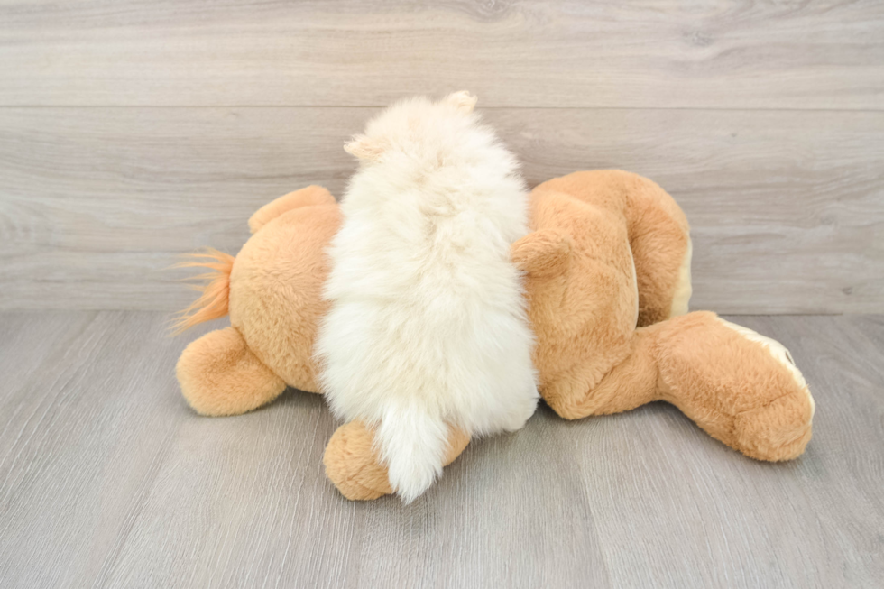 Pomeranian Puppy for Adoption