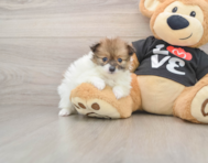 6 week old Pomeranian Puppy For Sale - Florida Fur Babies