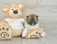 6 week old Pomeranian Puppy For Sale - Florida Fur Babies