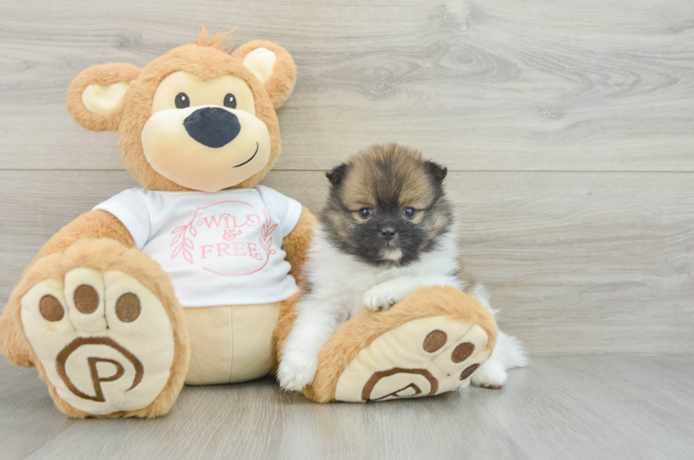 5 week old Pomeranian Puppy For Sale - Florida Fur Babies