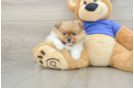Popular Pomeranian Baby