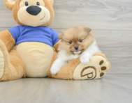 8 week old Pomeranian Puppy For Sale - Florida Fur Babies