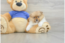 Fluffy Loulou Purebred Puppy