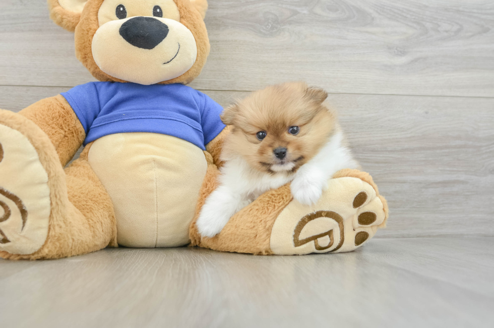 5 week old Pomeranian Puppy For Sale - Florida Fur Babies