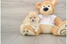 Pomeranian Pup Being Cute
