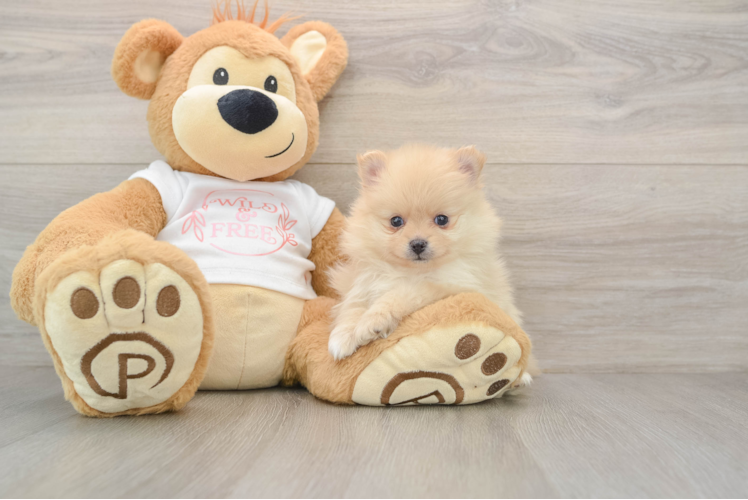 Pomeranian Puppy for Adoption