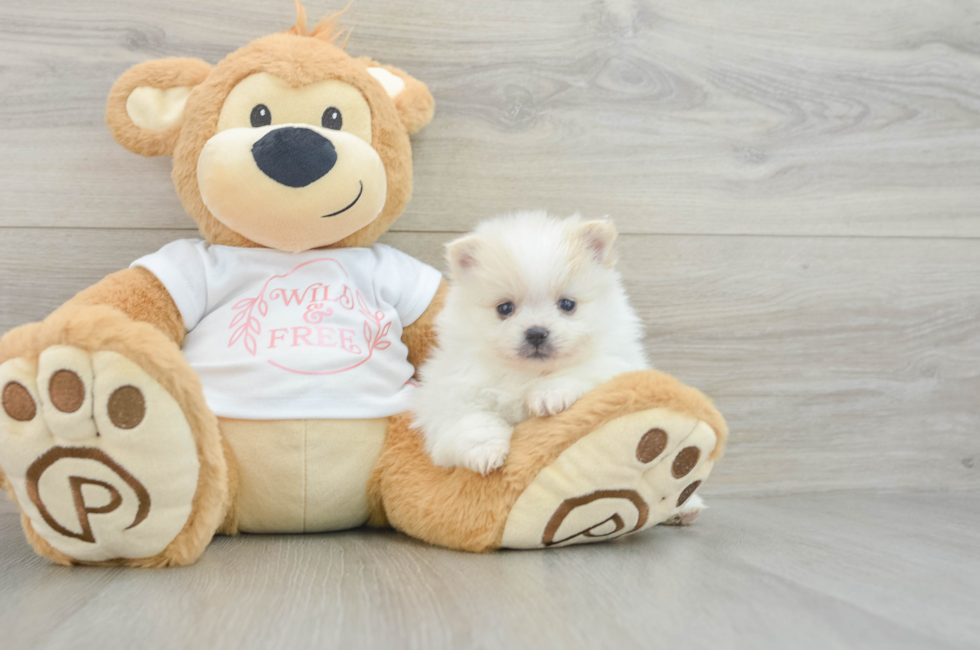 5 week old Pomeranian Puppy For Sale - Florida Fur Babies