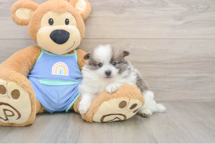 Pomeranian Pup Being Cute