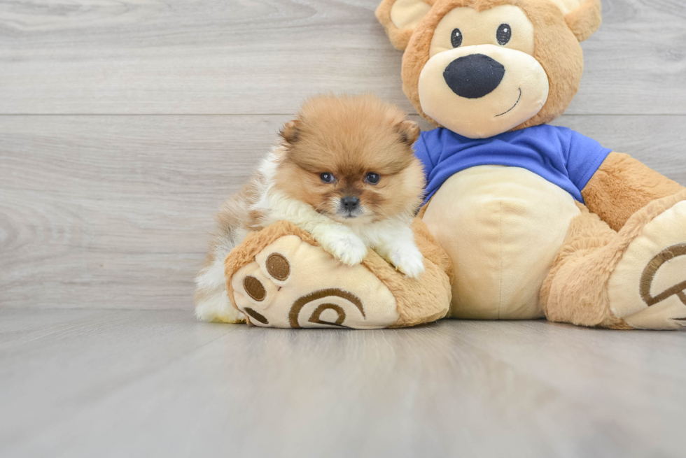 Pomeranian Puppy for Adoption
