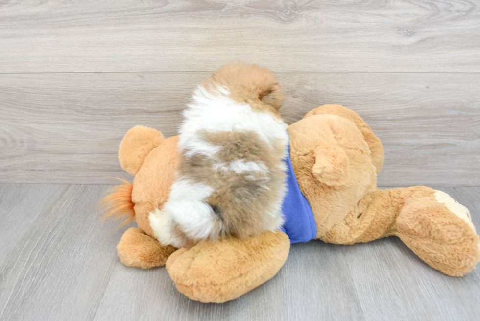 Pomeranian Puppy for Adoption