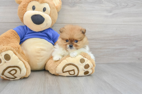 Happy Pomeranian Purebred Puppy