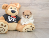 7 week old Pomeranian Puppy For Sale - Florida Fur Babies