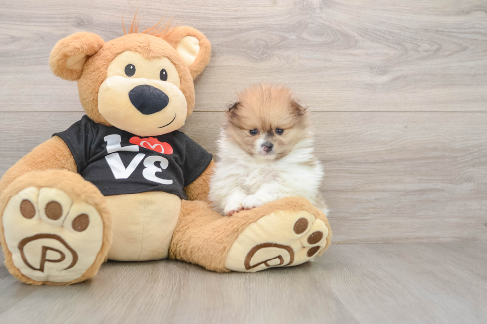 Energetic Pom Purebred Puppy