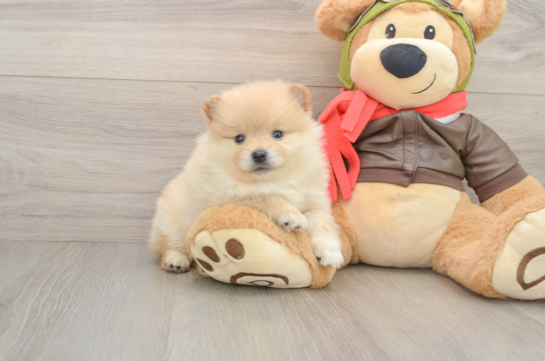 Best Pomeranian Baby