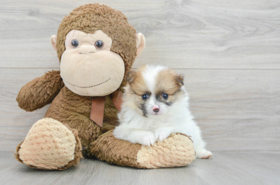 Pomeranian Puppy for Adoption