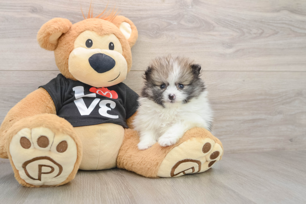Pomeranian Pup Being Cute