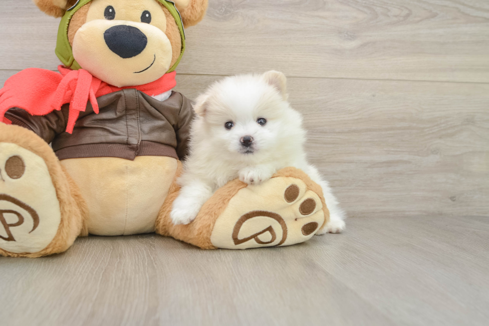 Friendly Pomeranian Purebred Pup