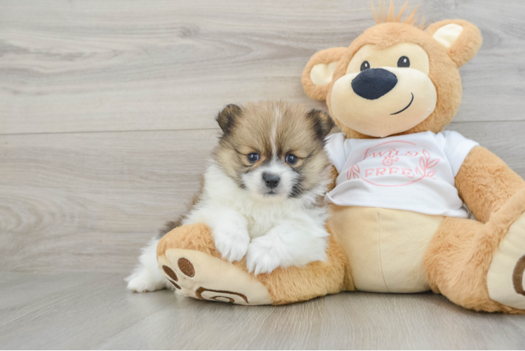Best Pomeranian Baby