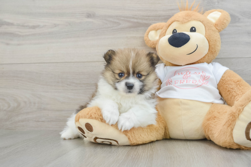 Meet Pandora - our Pomeranian Puppy Photo 1/3 - Florida Fur Babies
