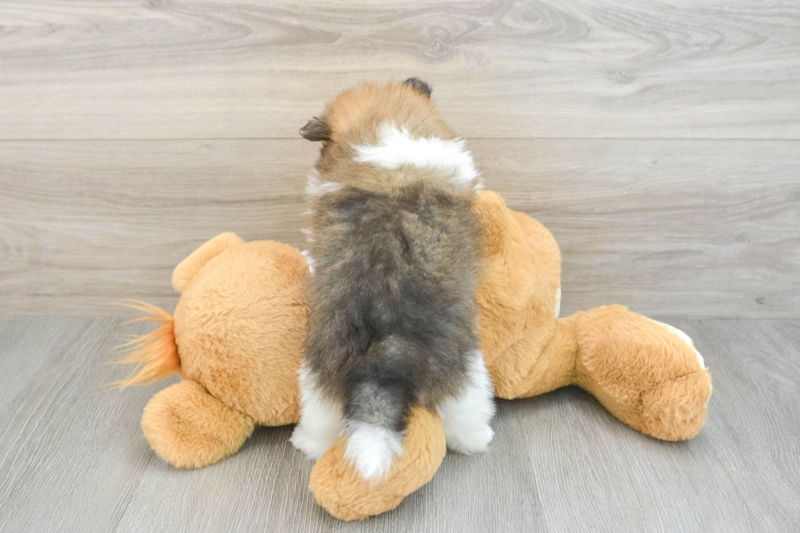 Meet Pandora - our Pomeranian Puppy Photo 2/3 - Florida Fur Babies