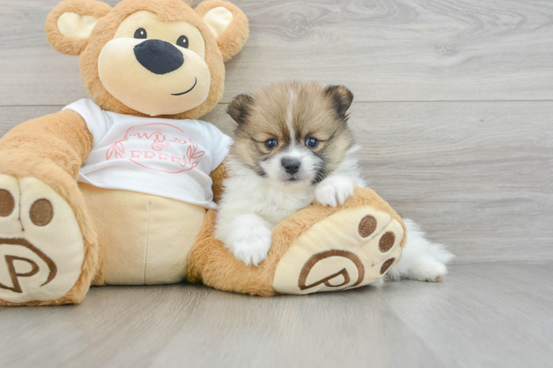 Meet Pandora - our Pomeranian Puppy Photo 3/3 - Florida Fur Babies