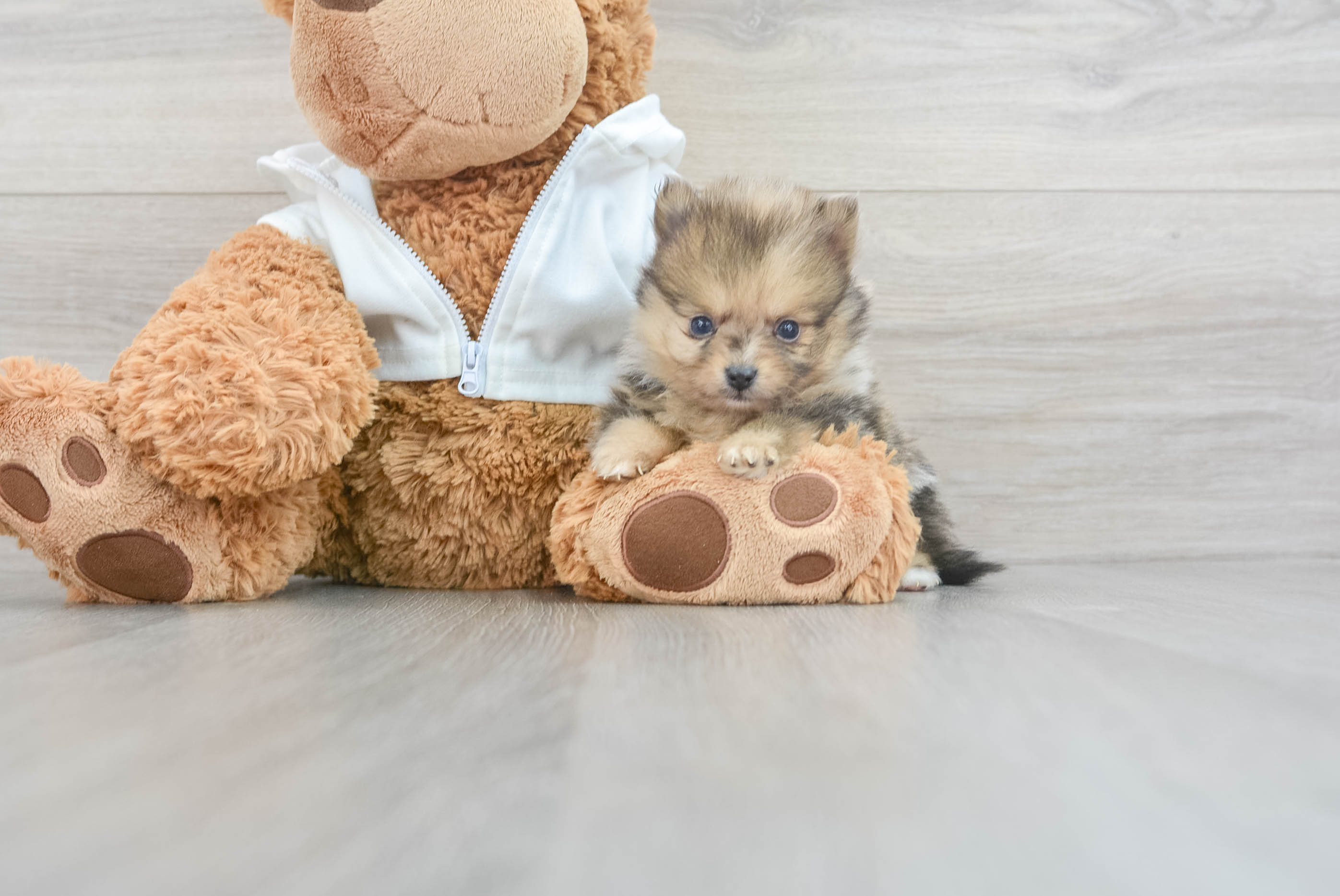 Berries bears hot sale pomeranian