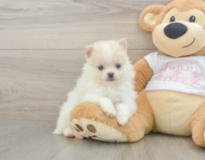 7 week old Pomeranian Puppy For Sale - Florida Fur Babies