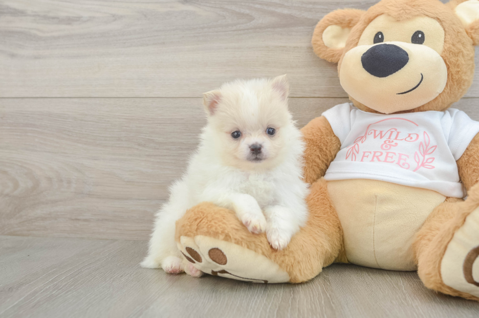 5 week old Pomeranian Puppy For Sale - Florida Fur Babies