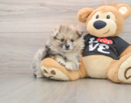 7 week old Pomeranian Puppy For Sale - Florida Fur Babies
