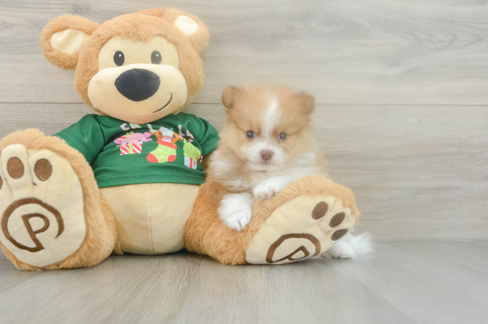 5 week old Pomeranian Puppy For Sale - Florida Fur Babies