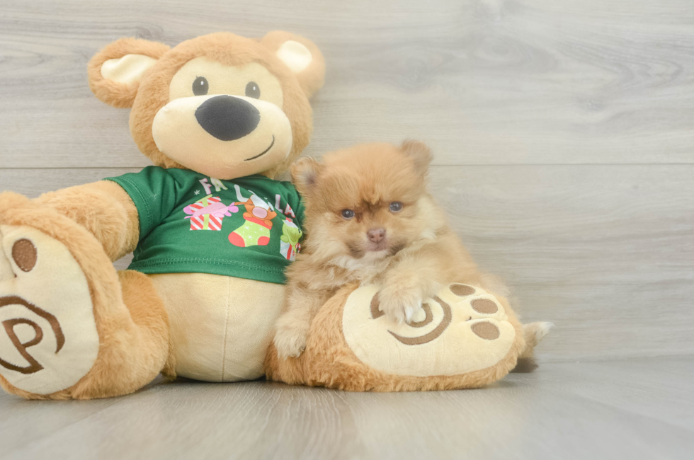 5 week old Pomeranian Puppy For Sale - Florida Fur Babies