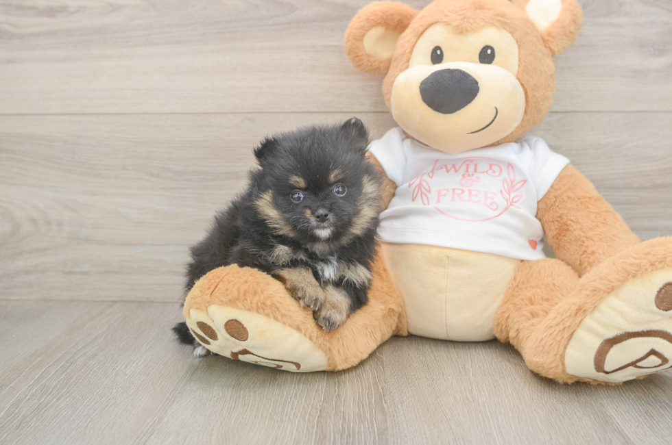 5 week old Pomeranian Puppy For Sale - Florida Fur Babies
