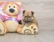 8 week old Pomeranian Puppy For Sale - Florida Fur Babies
