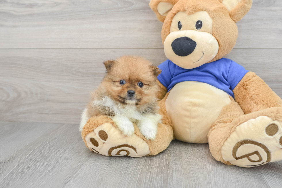 Small Pomeranian Baby