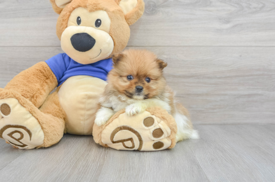 Pomeranian Puppy for Adoption