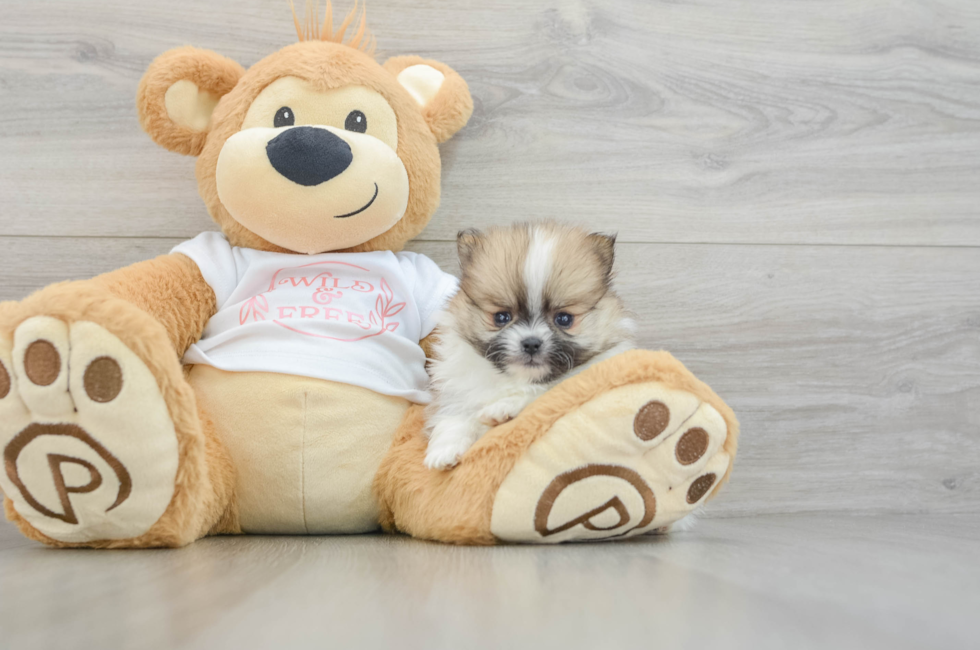 5 week old Pomeranian Puppy For Sale - Florida Fur Babies