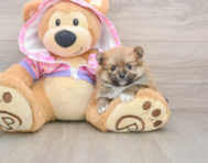 8 week old Pomeranian Puppy For Sale - Florida Fur Babies